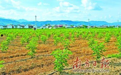 植物系统之悠闲乡村(植物系统之悠闲乡村 小说)