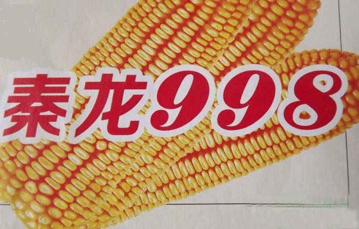 兴农998玉米种子(兴农998玉米种子视频)