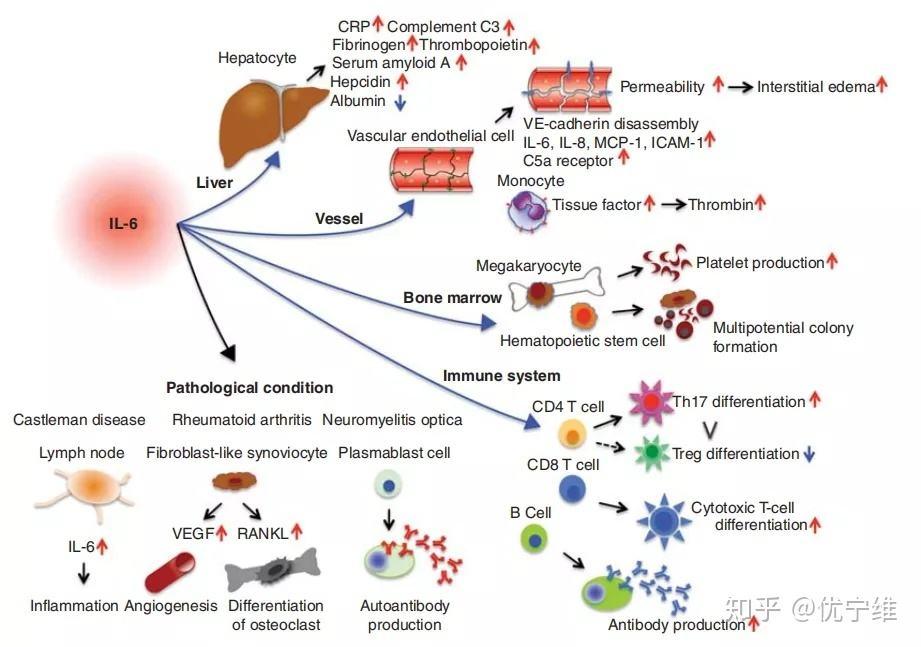 白细胞介素6(白细胞介素6高的原因)