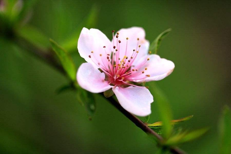 桃花(桃花是什么季节开的)