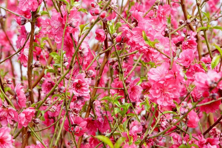 桃花(桃花是什么季节开的)