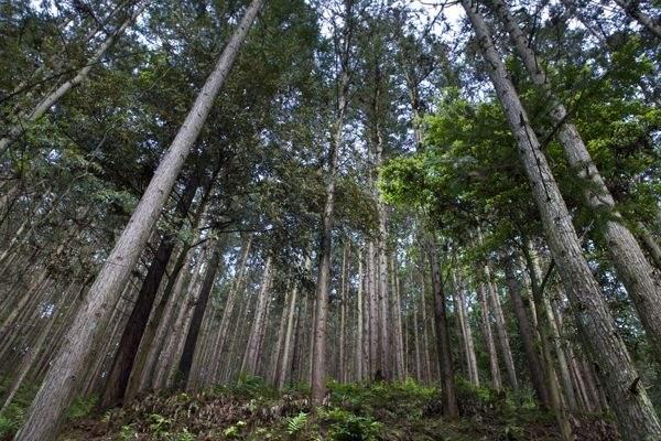 福建金森(福建金森林业股份有限公司)