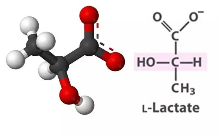 乳酸(乳酸菌素片的作用和功效)