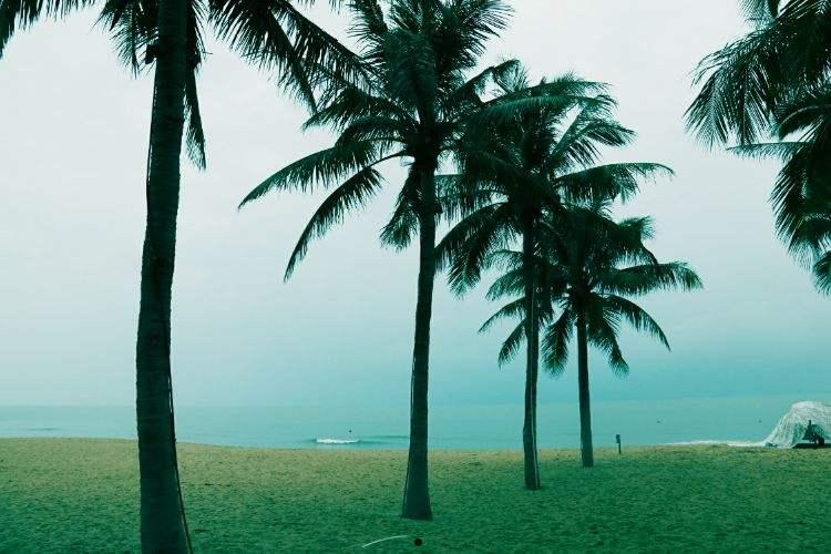 海南椰岛(海南椰岛历史交易数据)